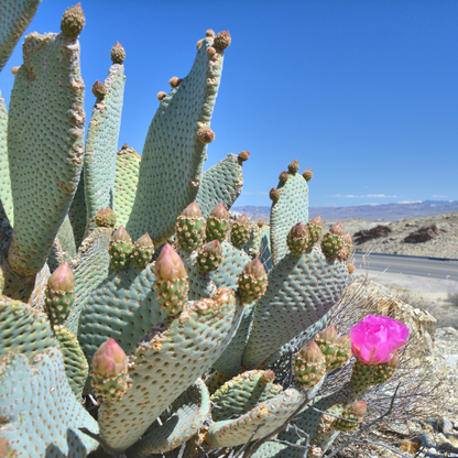 cactus aka prickly pear Buy Beavertail Prickly Pear Phoenix, AZ | O. basilaris