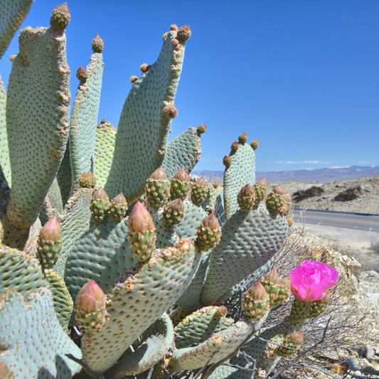 Beavertail Prickly Pear