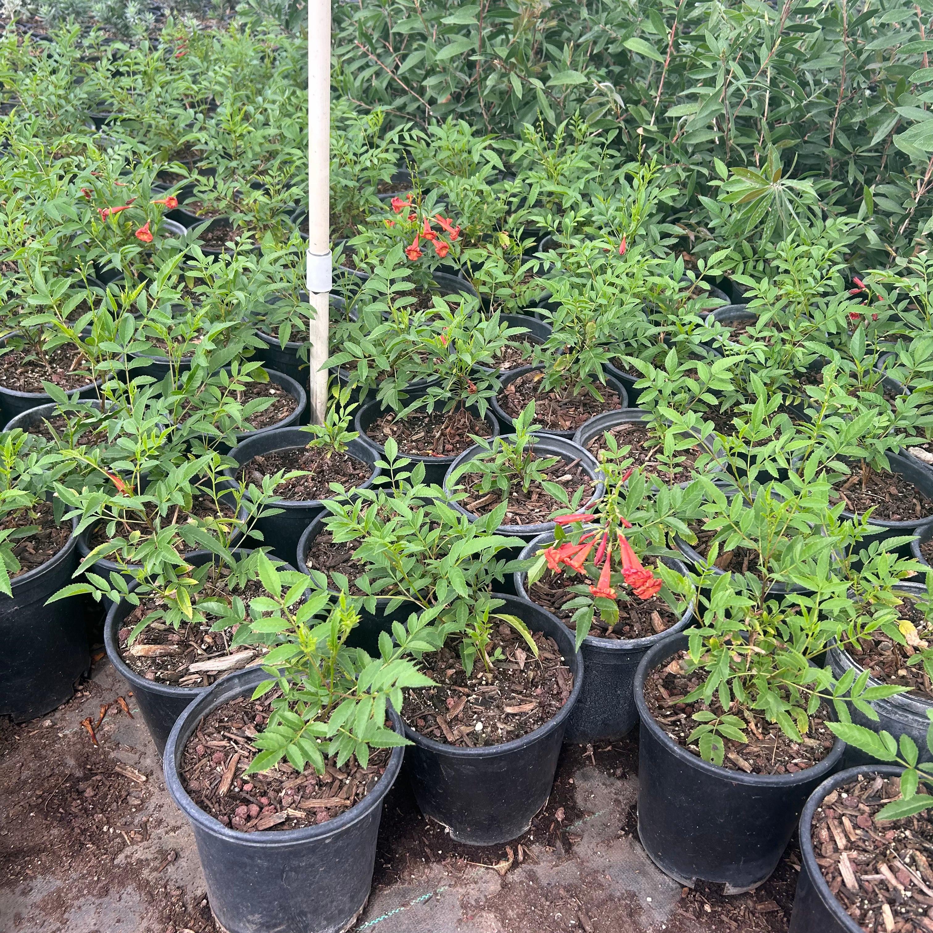 1 gallon Bells of Fire (Tecoma 'Bells of Fire') in nursery pot — Phoenix, AZ