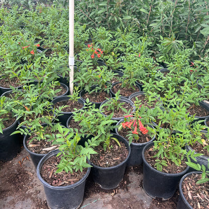 1 gallon Bells of Fire (Tecoma 'Bells of Fire') in nursery pot — Phoenix, AZ