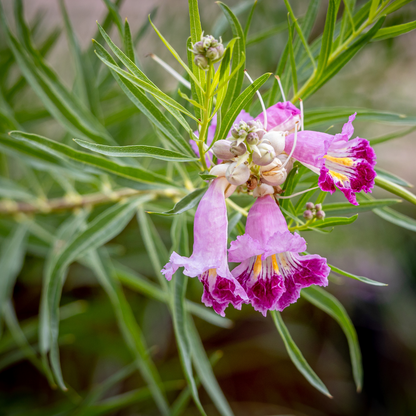 Bubbalicious Desert Willow