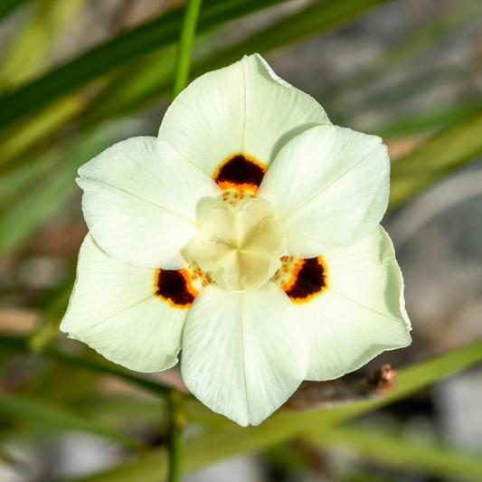 Bicolor Iris (yellow)