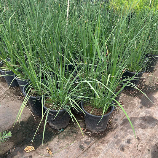 5 gallon Bicolor Iris (Dietes bicolor) flowering plants in nursery pots — Phoenix, AZ