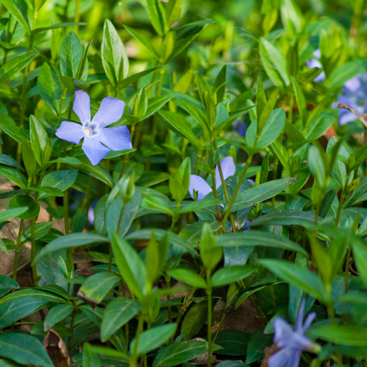 Bigleaf Periwinkle