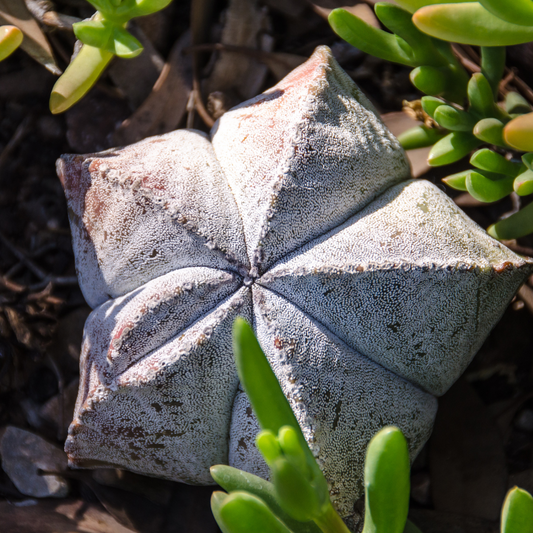 Bishop's Cap