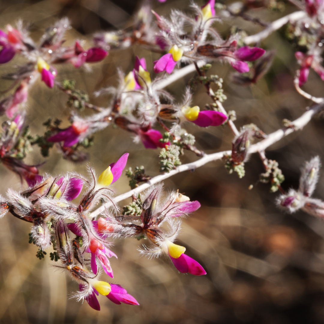 Black Dalea