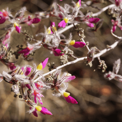 Black Dalea (Dalea frutescens) compact native shrub with deep purple blooms — Phoenix, AZ
