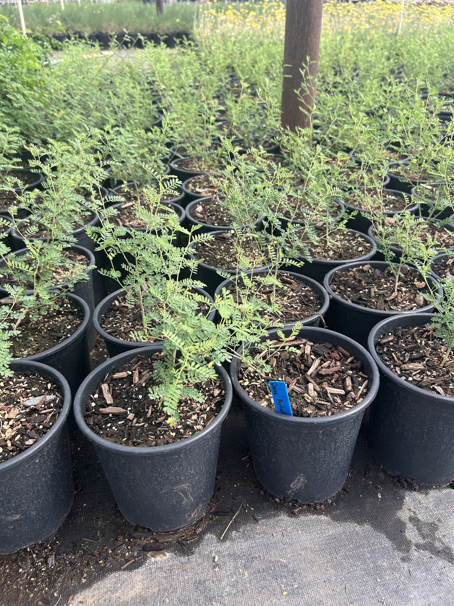 Black Dalea 1 Gallon