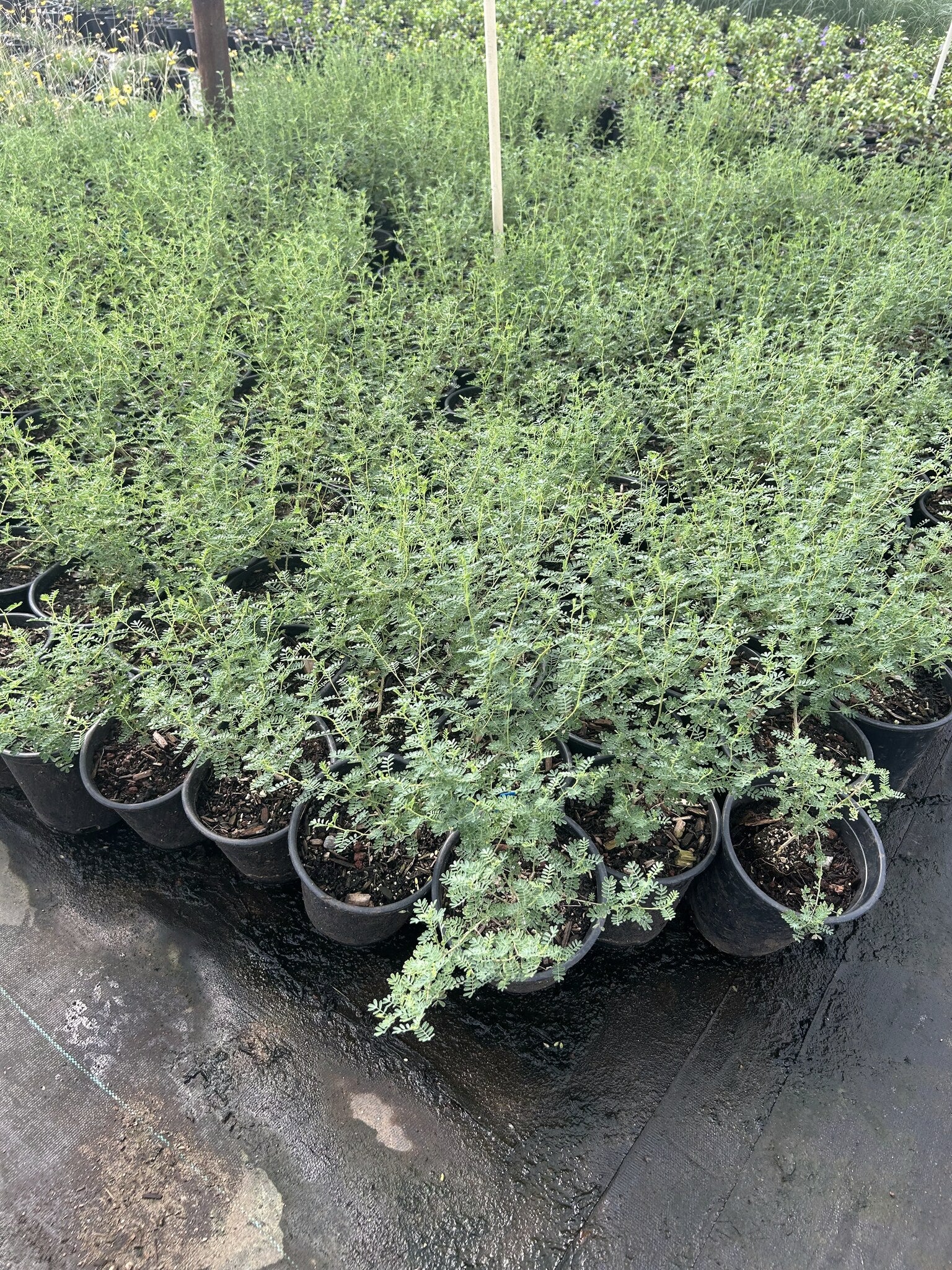 Black Dalea