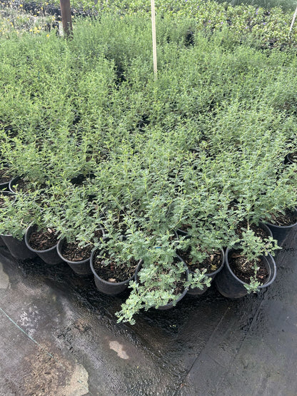 Black Dalea