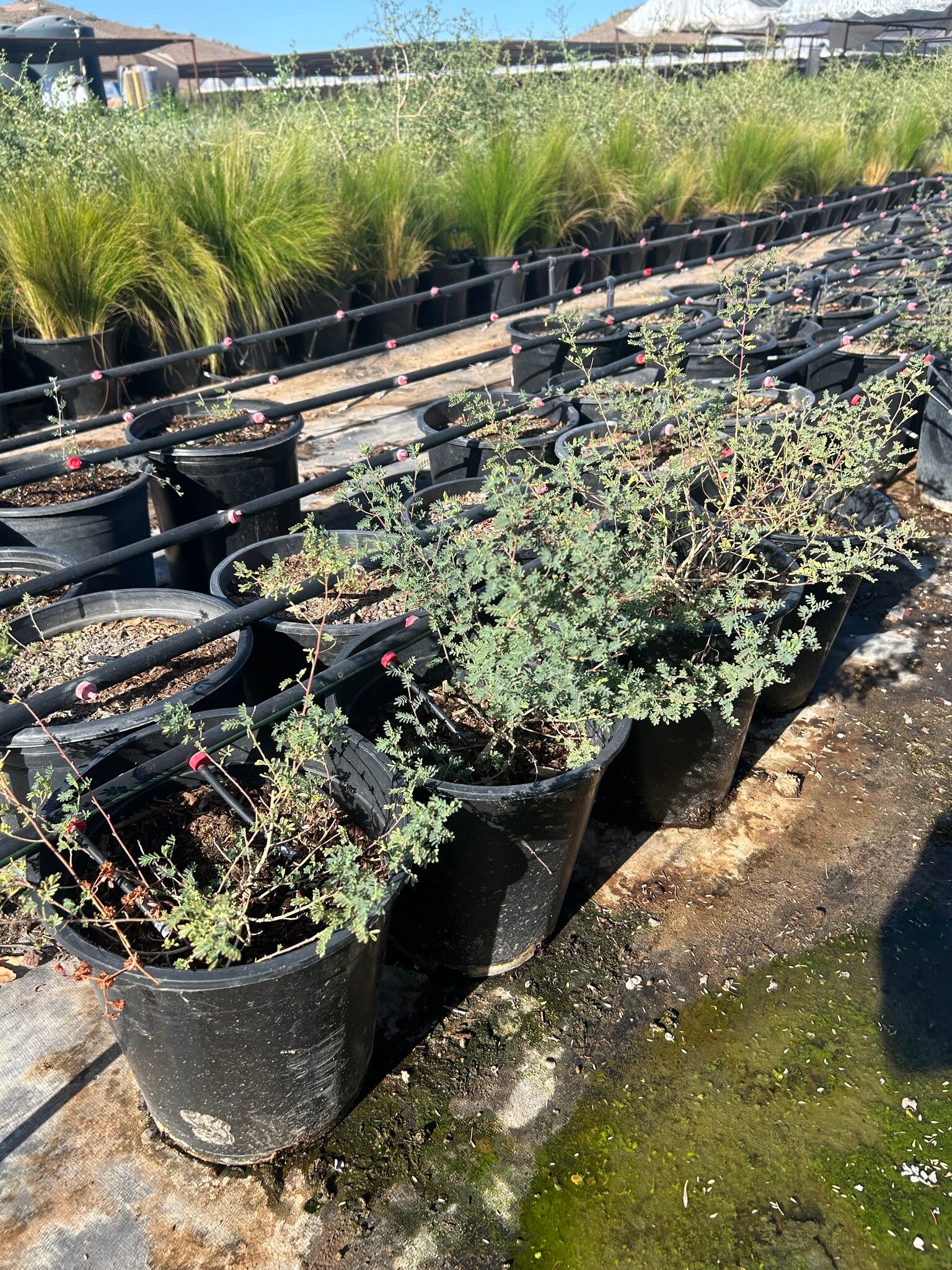 Black Dalea