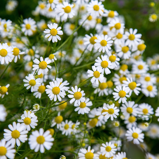 Blackfoot Daisy