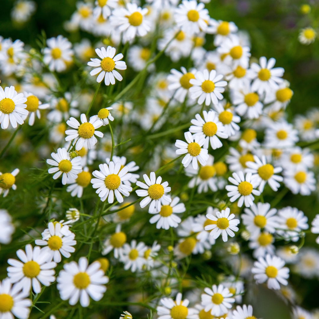 Low-Water Color Garden perennial pack — Blackfoot Daisy and desert wildflowers, Phoenix AZ