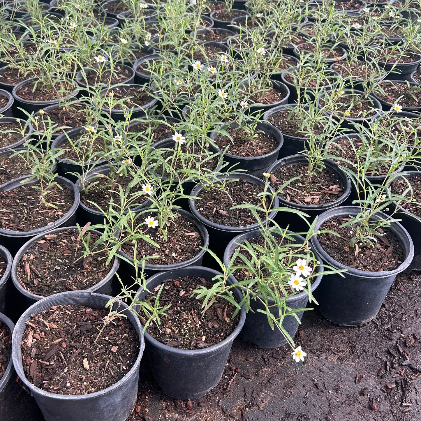 1 gallon Blackfoot Daisy (Melampodium leucanthum) in nursery pot — Phoenix, AZ