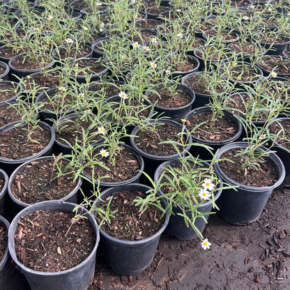 1 gallon Blackfoot Daisy (Melampodium leucanthum) in nursery pot — Phoenix, AZ