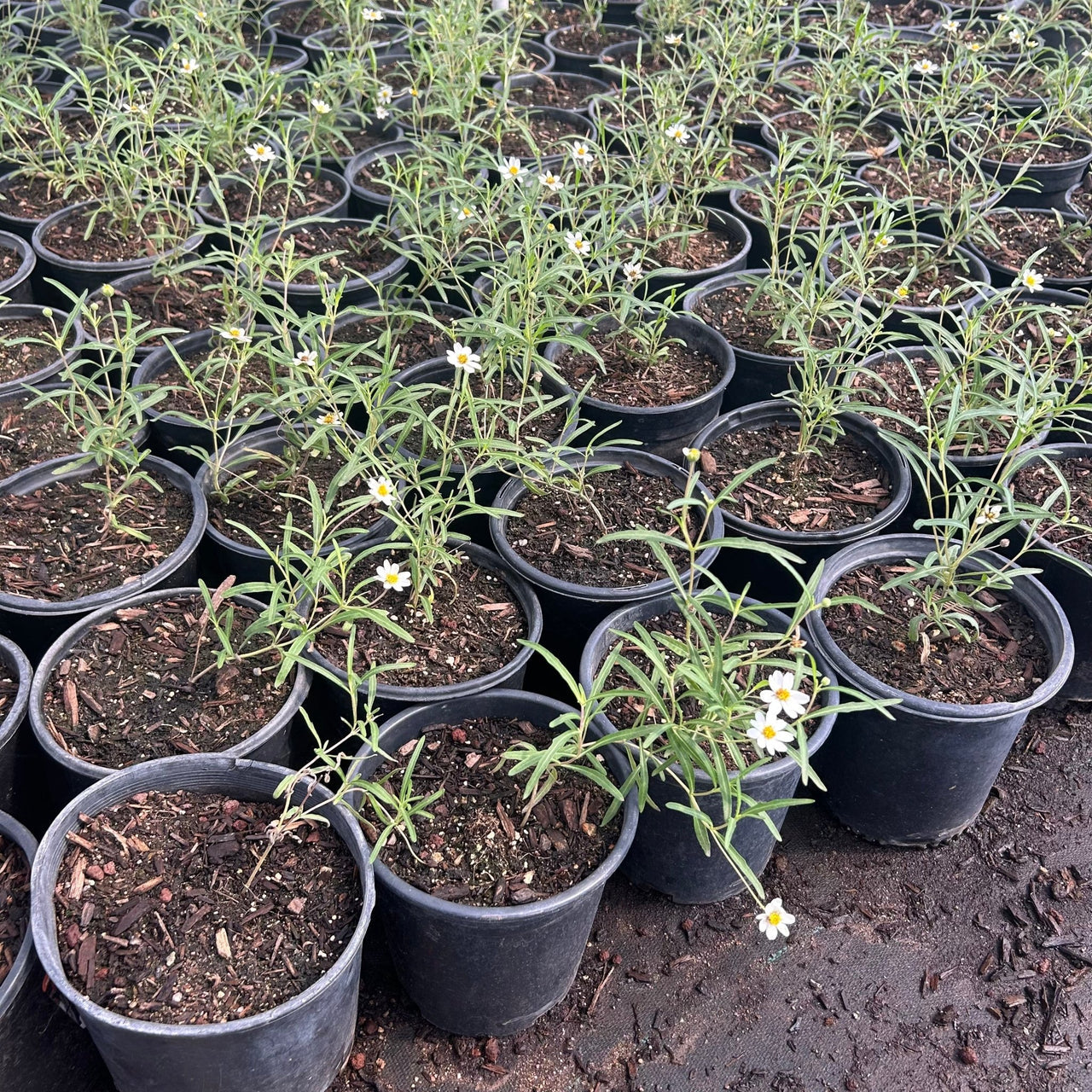 Blackfoot Daisy 1 gallon