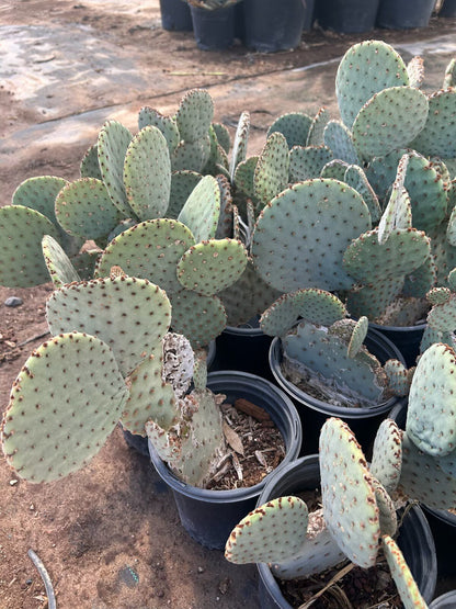 Blind Prickly Pear