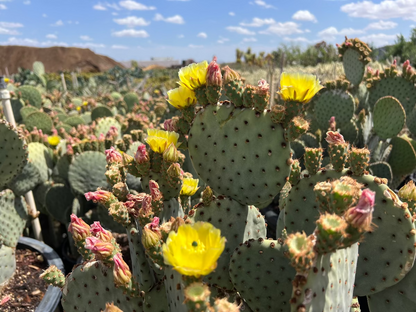 Blind Prickly Pear