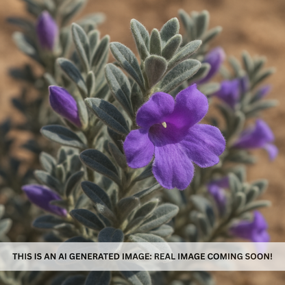 AZ Blue Bells Emu Bush