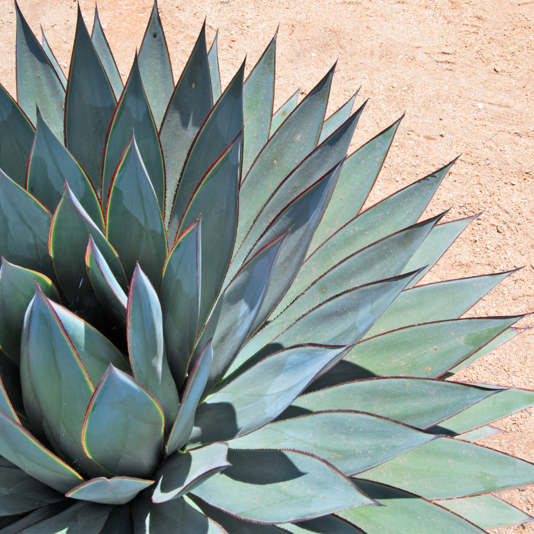 Blue Glow Agave