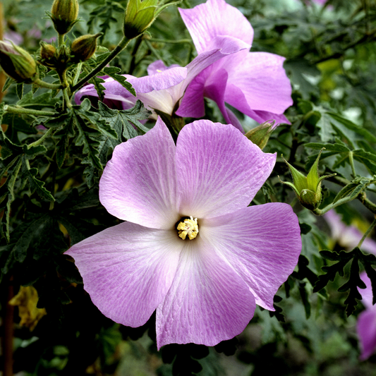 Blue Hibiscus-Staked