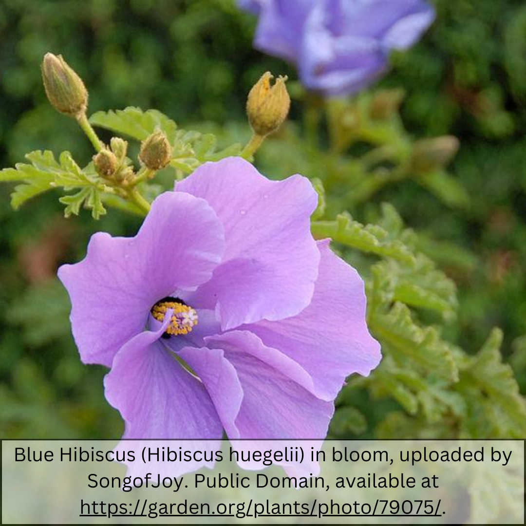 Blue Hibiscus-Staked