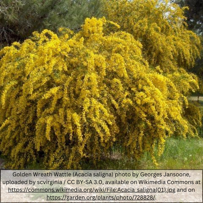 Willow Acacia