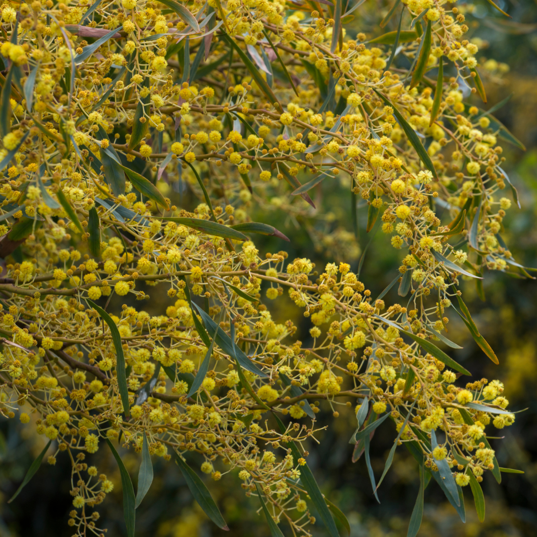 Blue Leaf Wattle