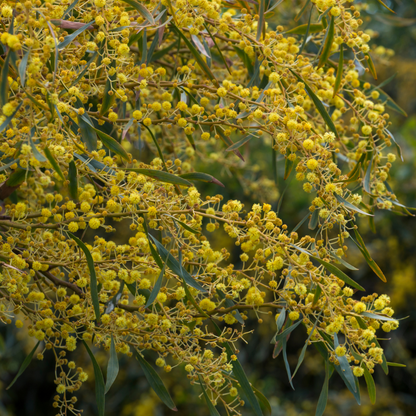 Willow Acacia