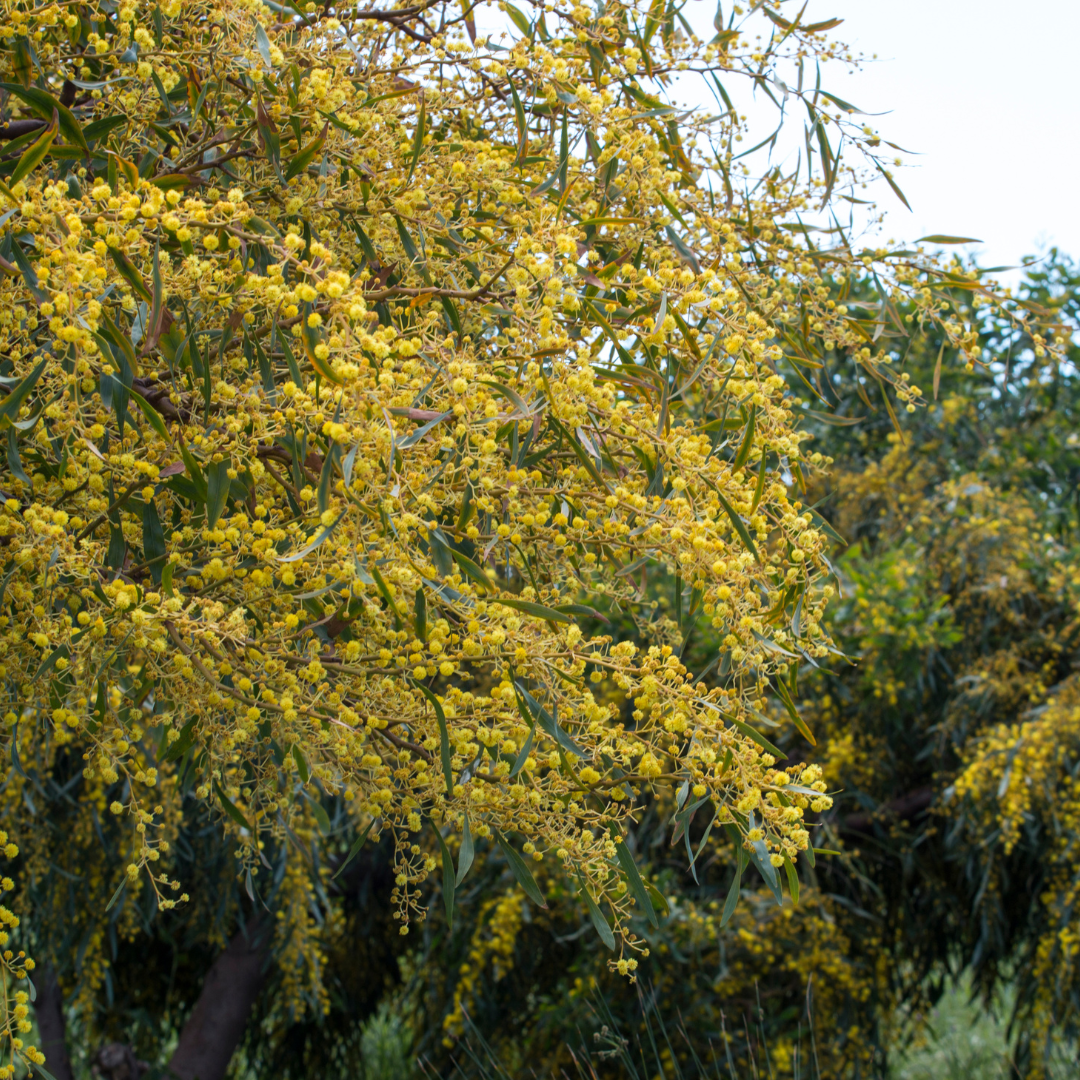 Blue Leaf Wattle