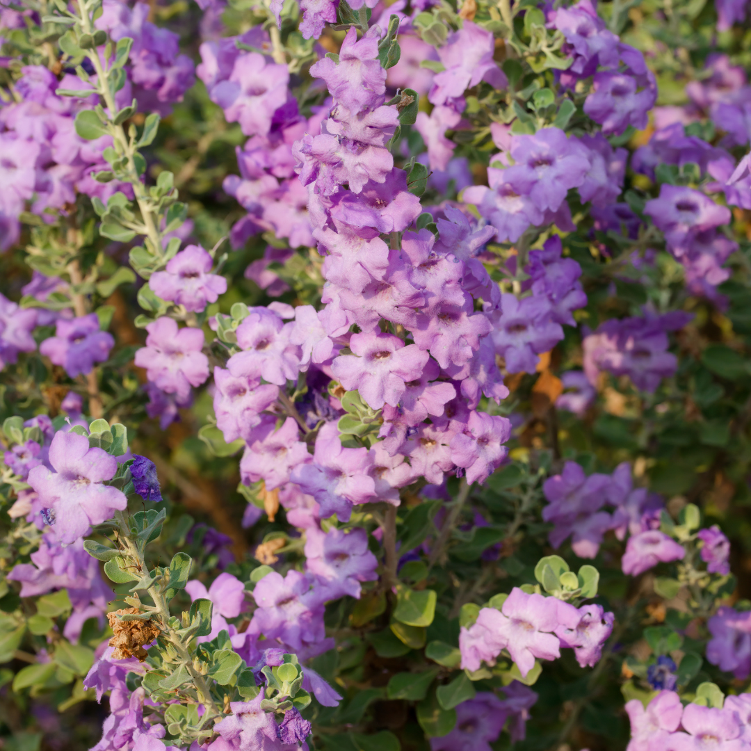 Texas Ranger Sage Shrubs