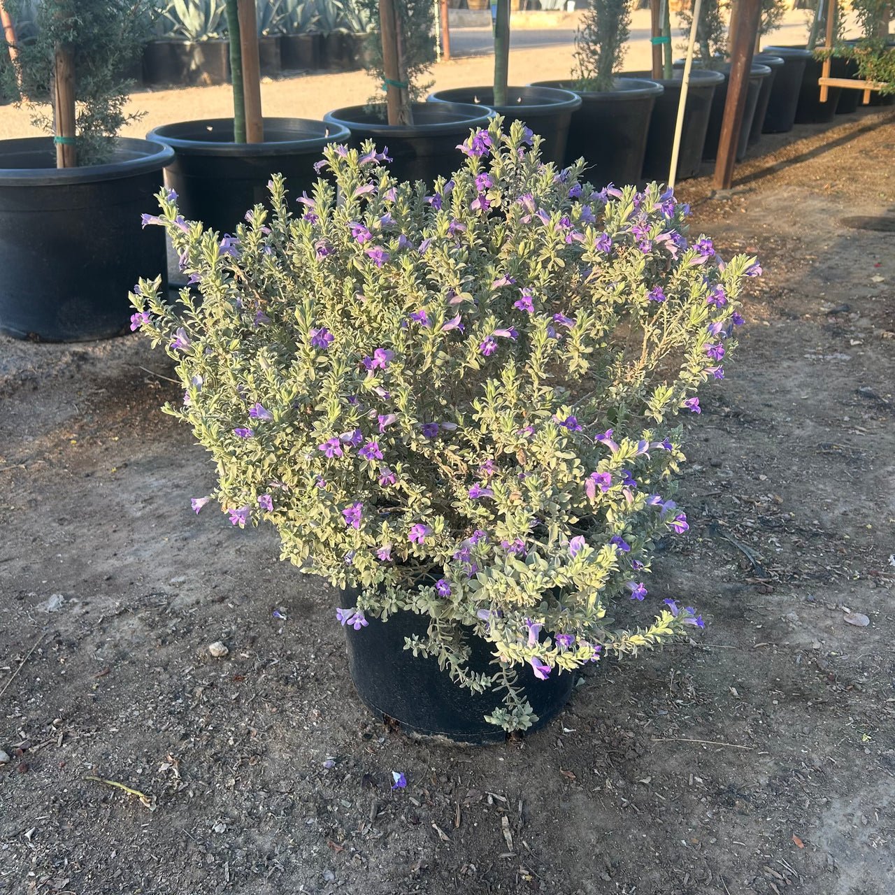 Blue Bell Emu Bush 15 gallon