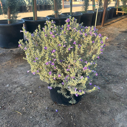 Blue Bell Emu Bush 15 gallon