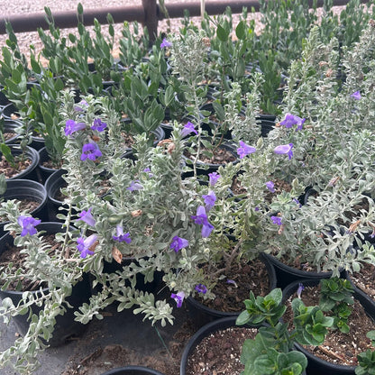 Blue Bells Emu Bush 1 gallon