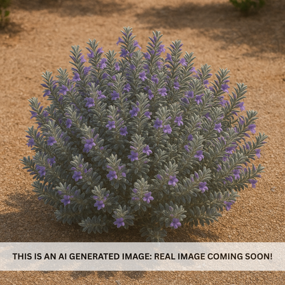 AZ Blue Bells Emu Bush