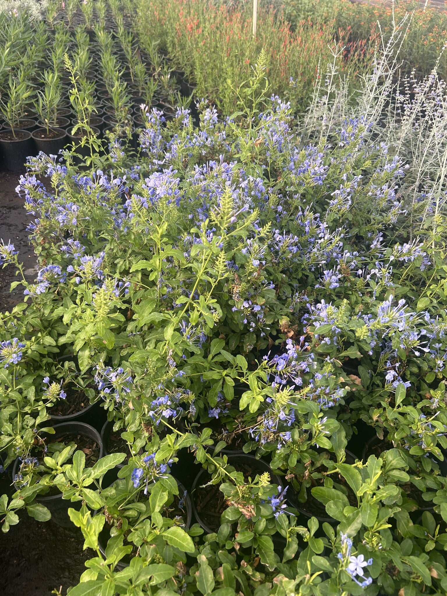 Blue Cape Plumbago