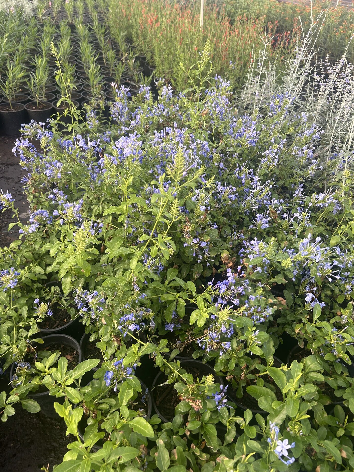 Blue Cape Plumbago