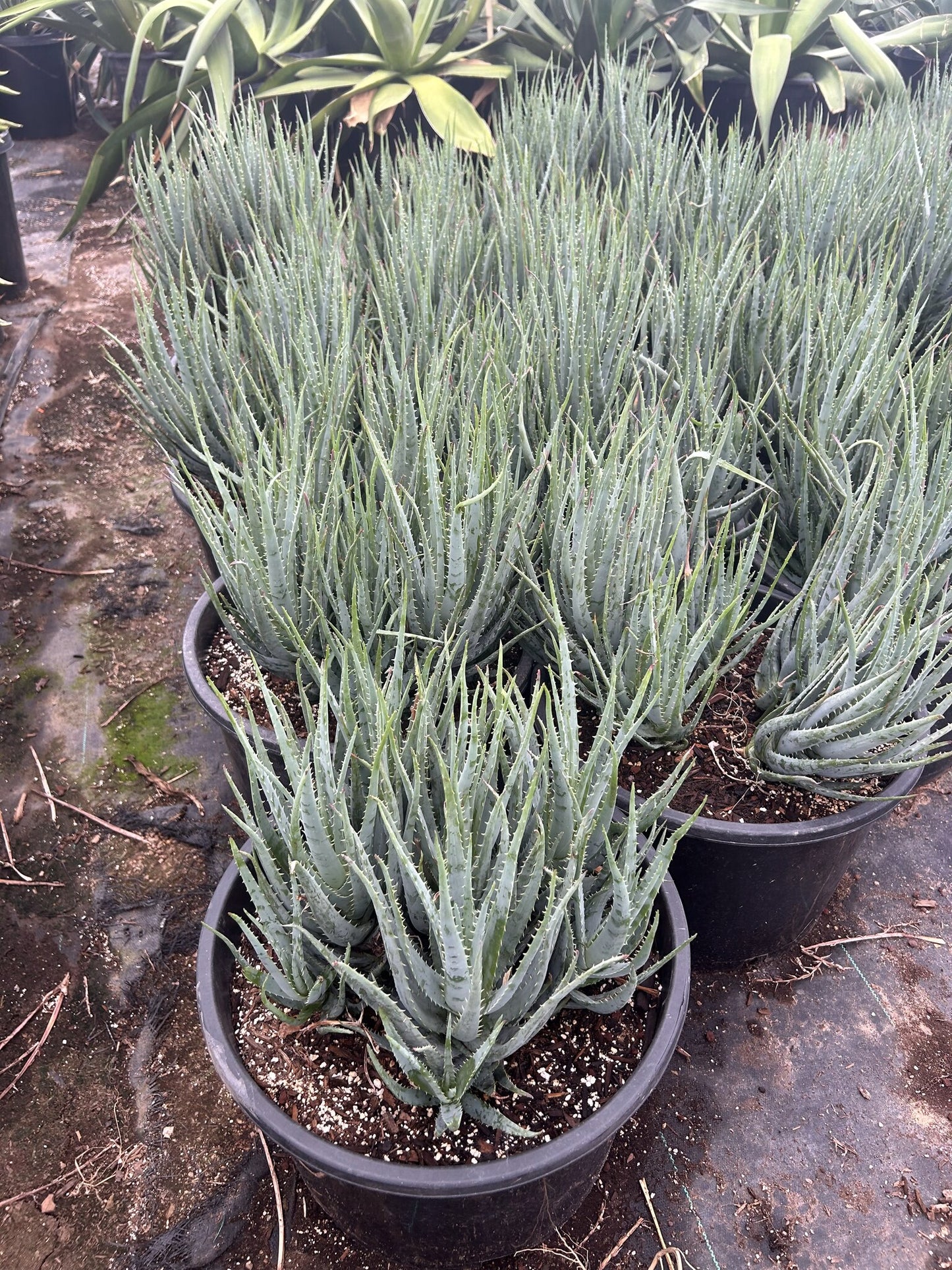 Blue Elf Aloe 10/15 Gallon