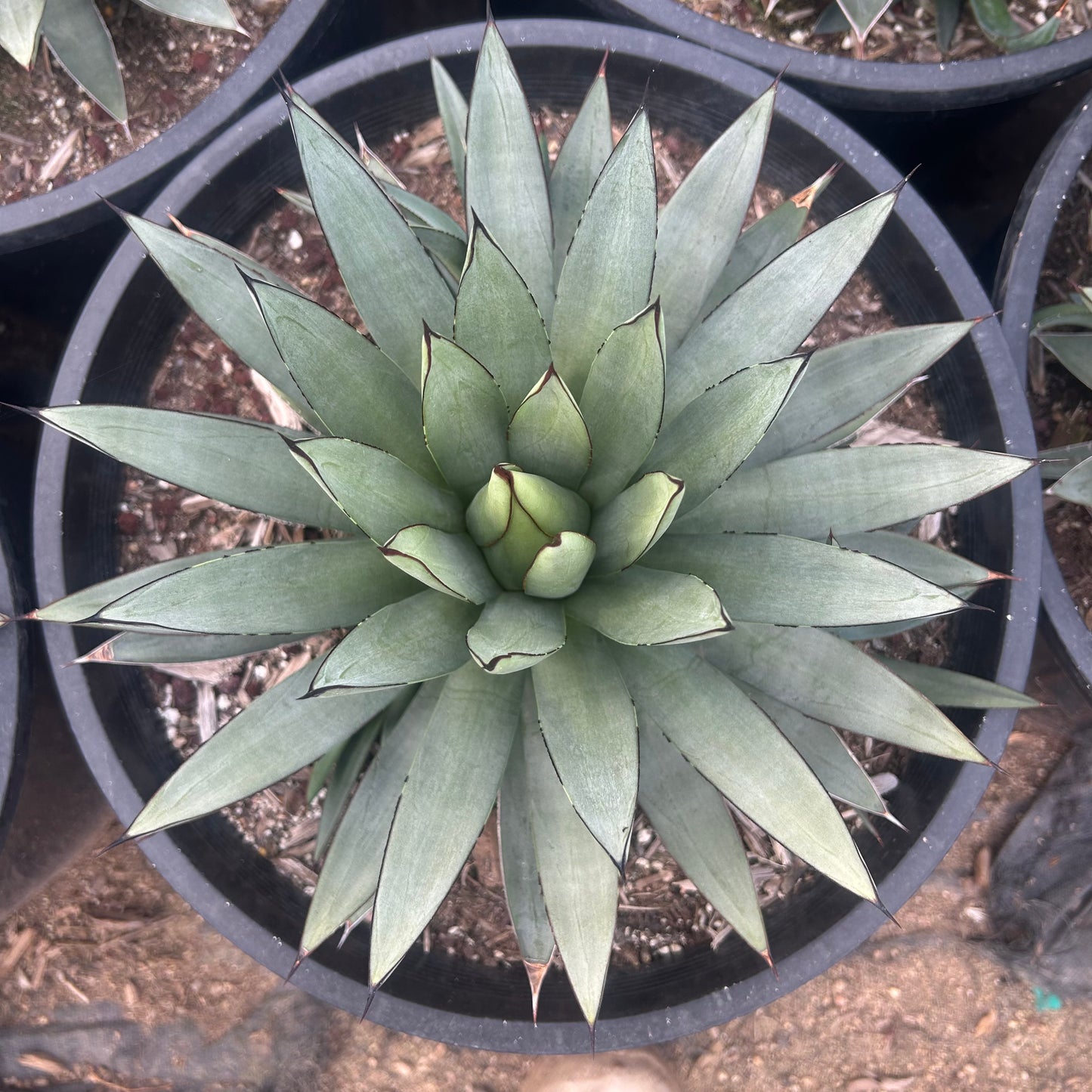 7 gallon Blue Ember Agave (Agave 'Blue Ember') in nursery pot — Phoenix, AZ