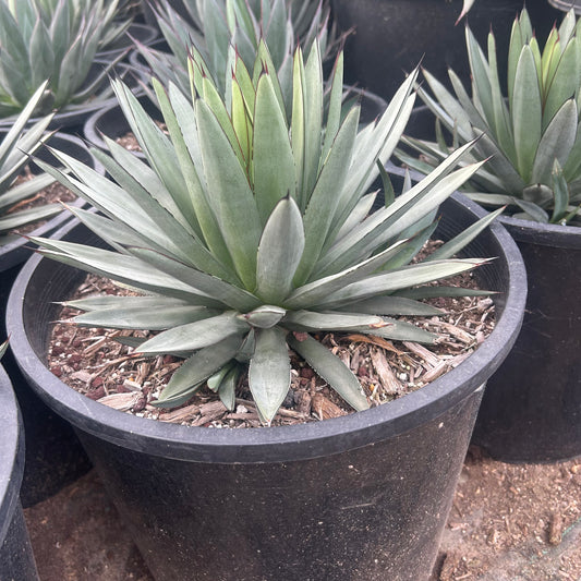 7 gallon Blue Ember Agave (Agave 'Blue Ember') in nursery pot — Phoenix, AZ