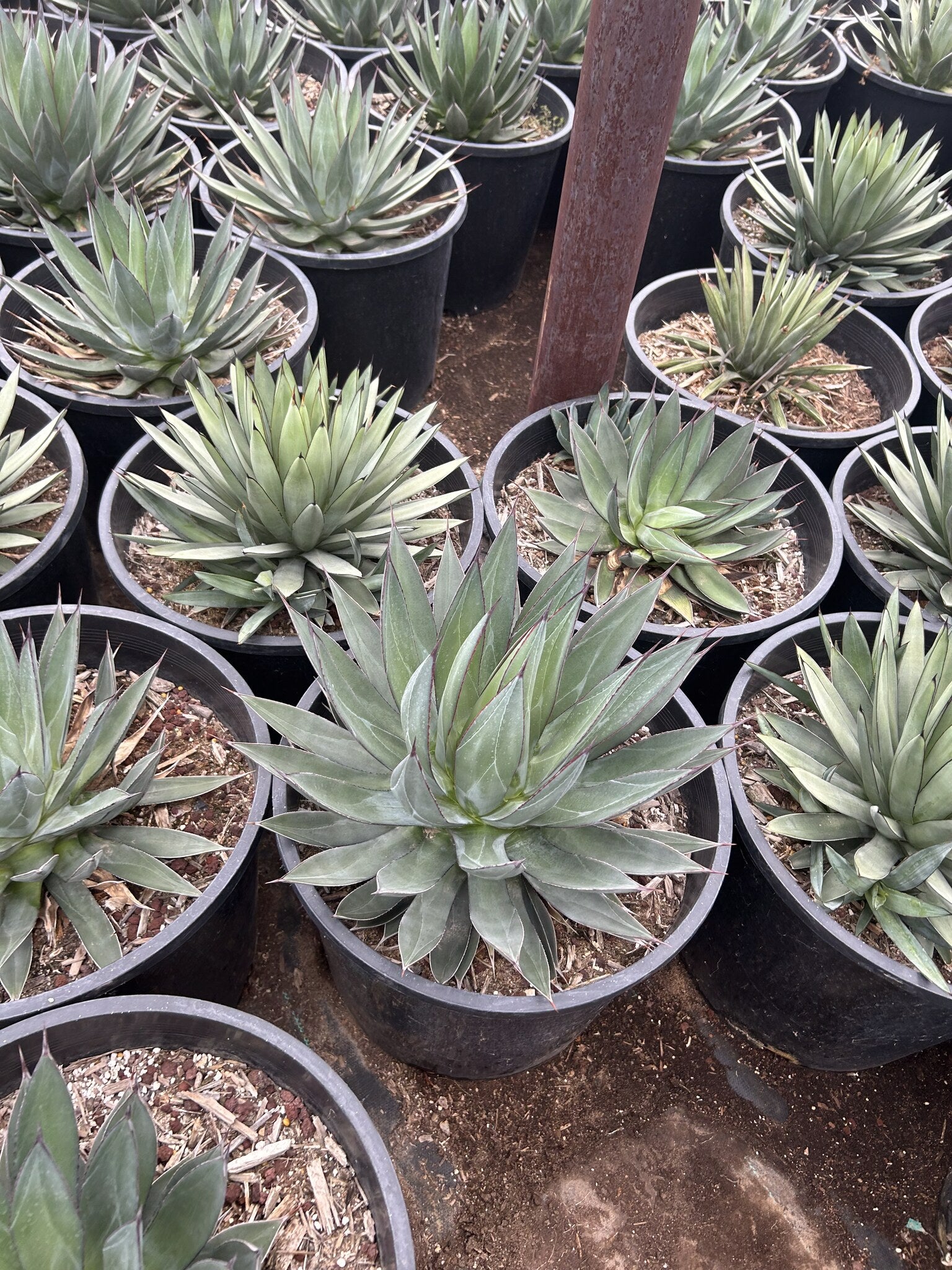 Blue Ember Agave 10/15 Gallon