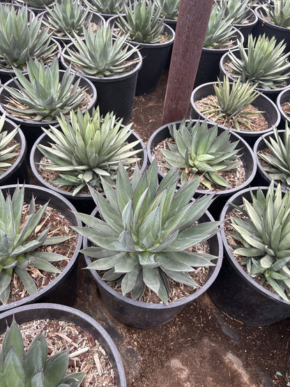 Blue Ember Agave 10/15 Gallon