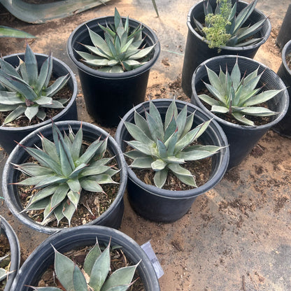 1 gallon Blue Ember Agave (Agave 'Blue Ember') in nursery pot — Phoenix, AZ