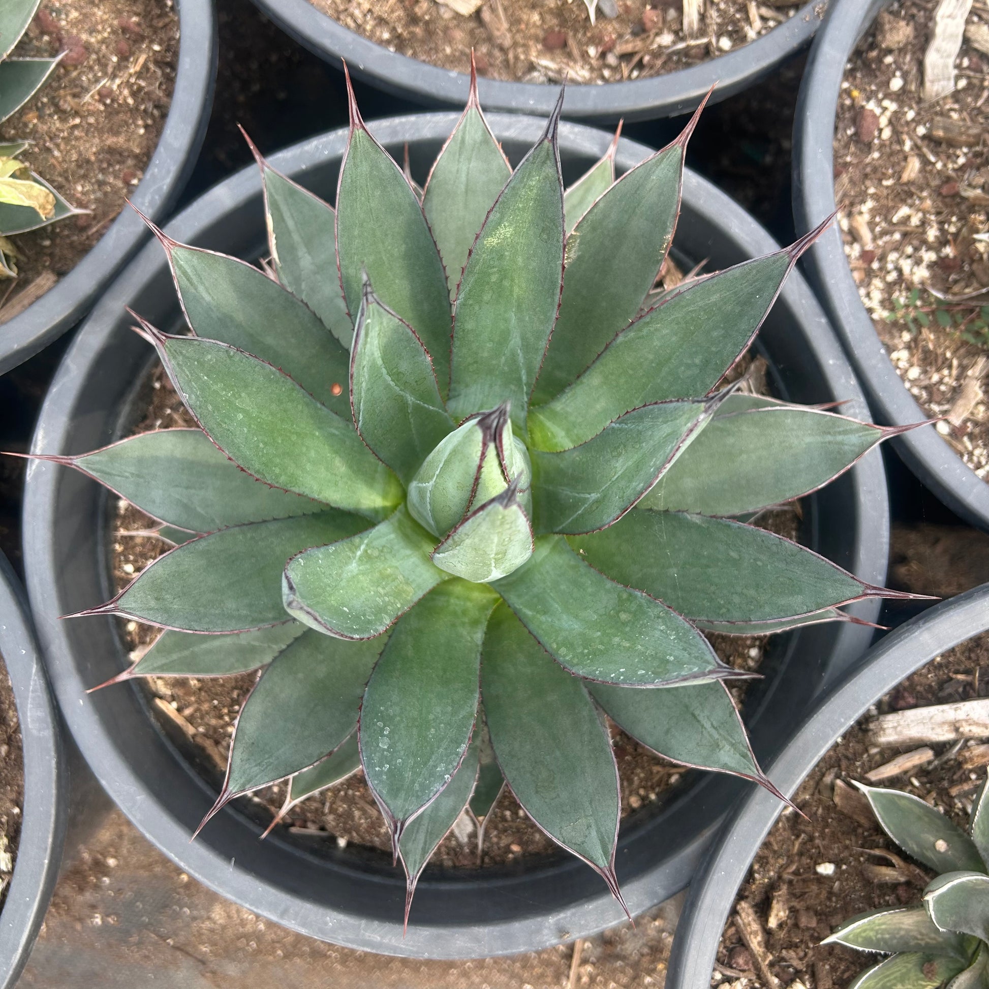 5 gallon Blue Ember Agave (Agave 'Blue Ember') in nursery pot — Phoenix, AZ
