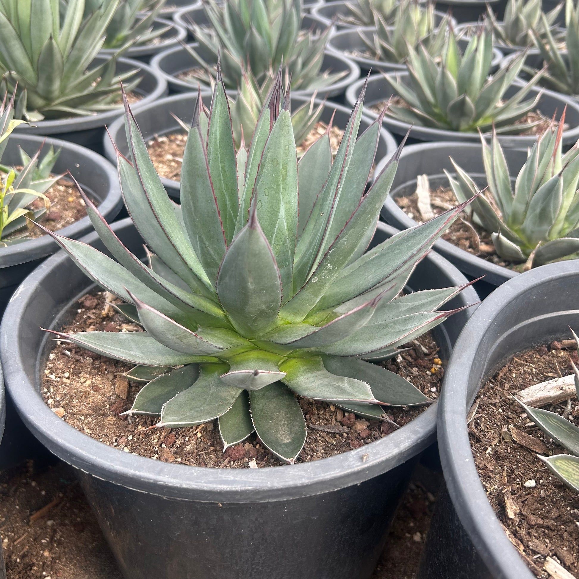 5 gallon Blue Ember Agave (Agave 'Blue Ember') in nursery pot — Phoenix, AZ