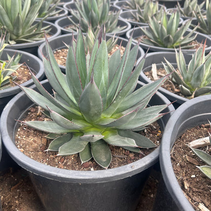 5 gallon Blue Ember Agave (Agave 'Blue Ember') in nursery pot — Phoenix, AZ