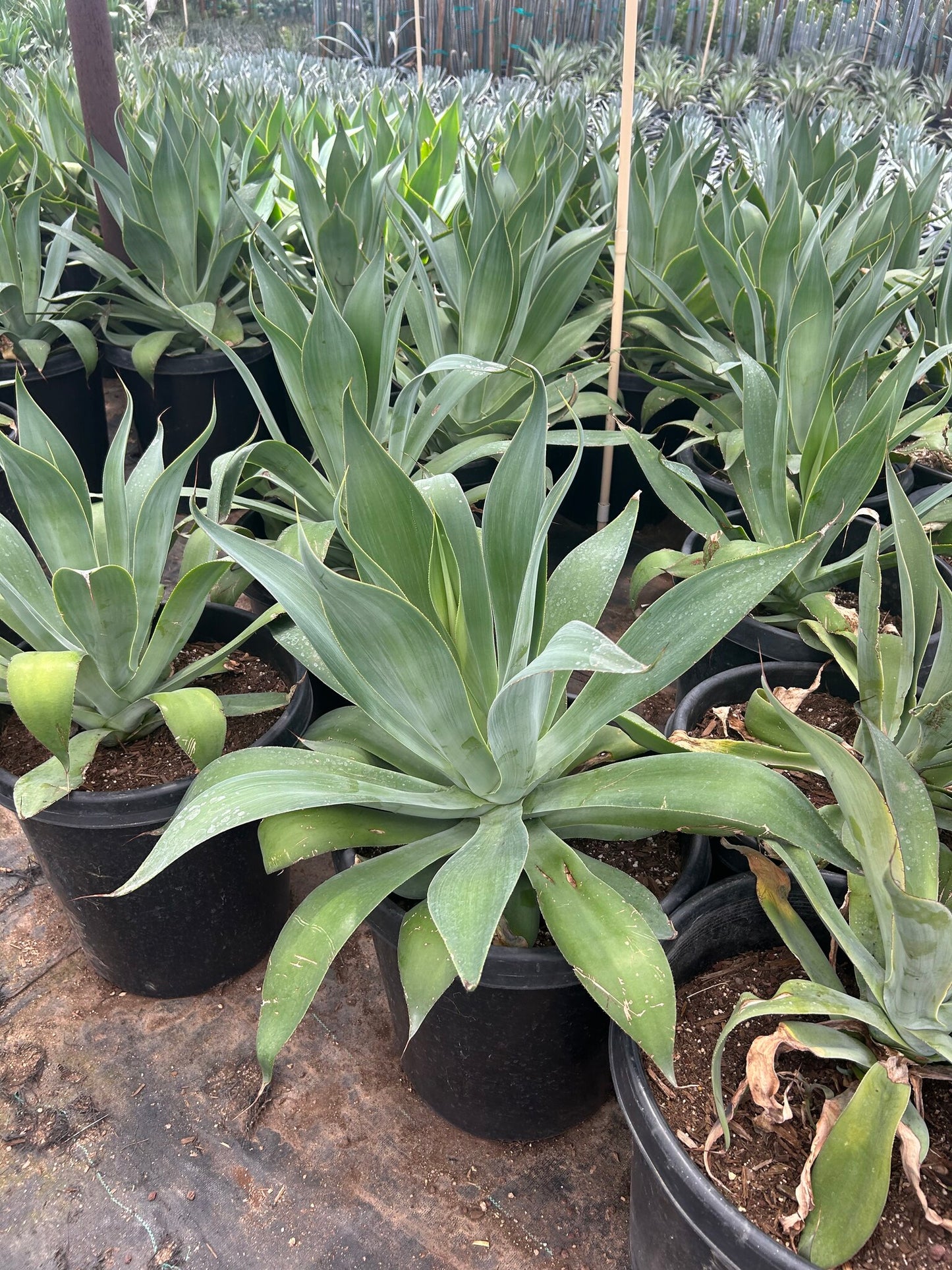 Blue Flame Agave