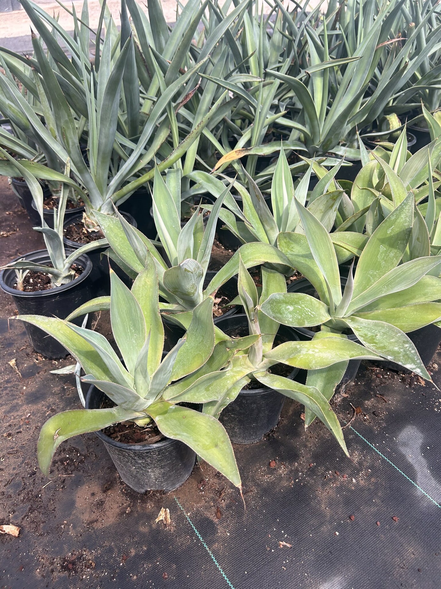 Blue Flame Agave