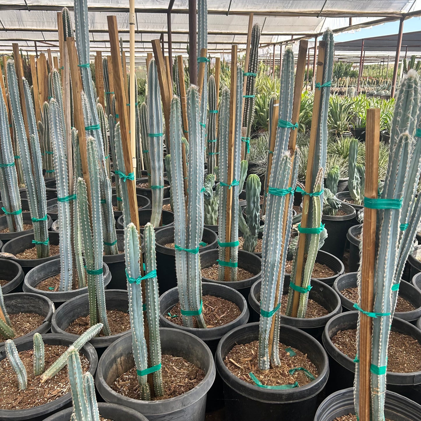 15 gallon Blue Ghost Agave (Agave franzosinii) in nursery pot — Phoenix, AZ