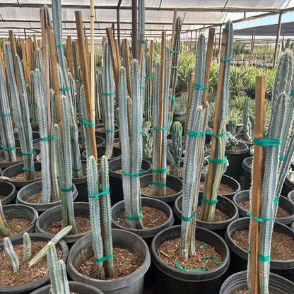 15 gallon Blue Ghost Agave (Agave franzosinii) in nursery pot — Phoenix, AZ
